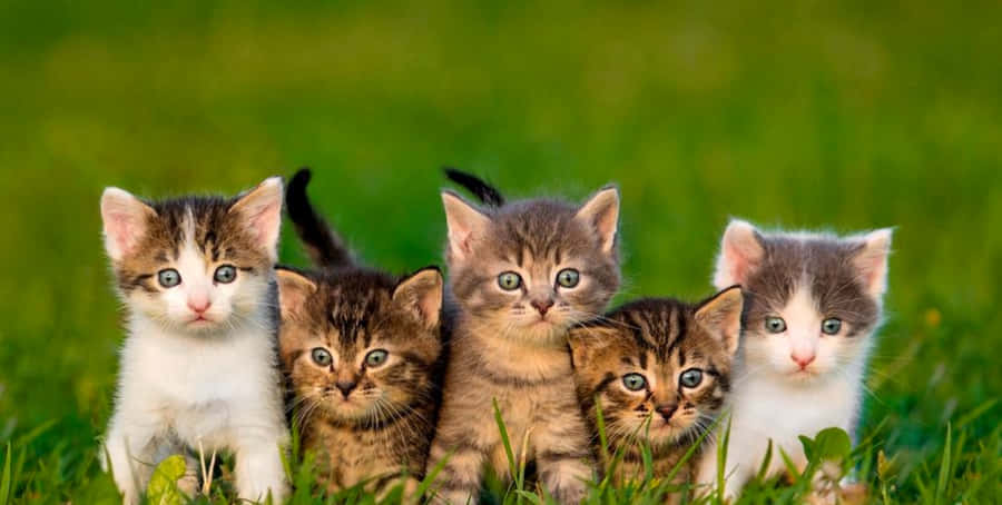 Adoráveisfilhotes de gato se divertindo durante a brincadeira.