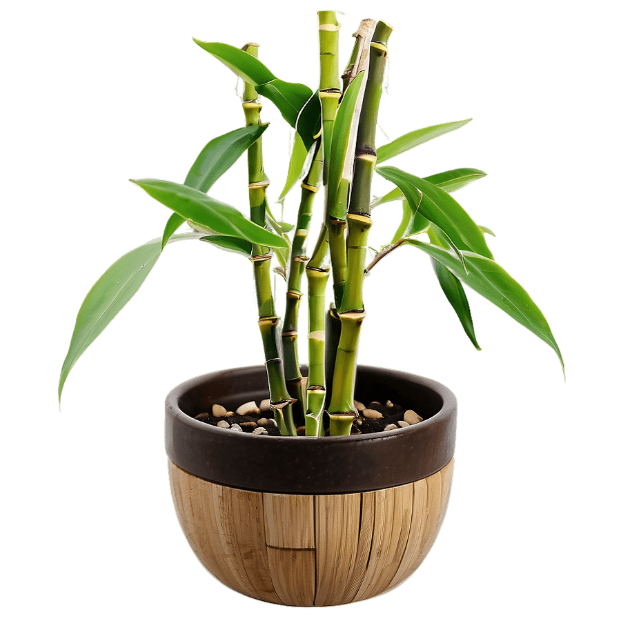 Bamboo Potted Plant PNG mbh