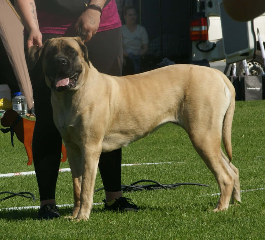 Majestätischeenglische Dogge