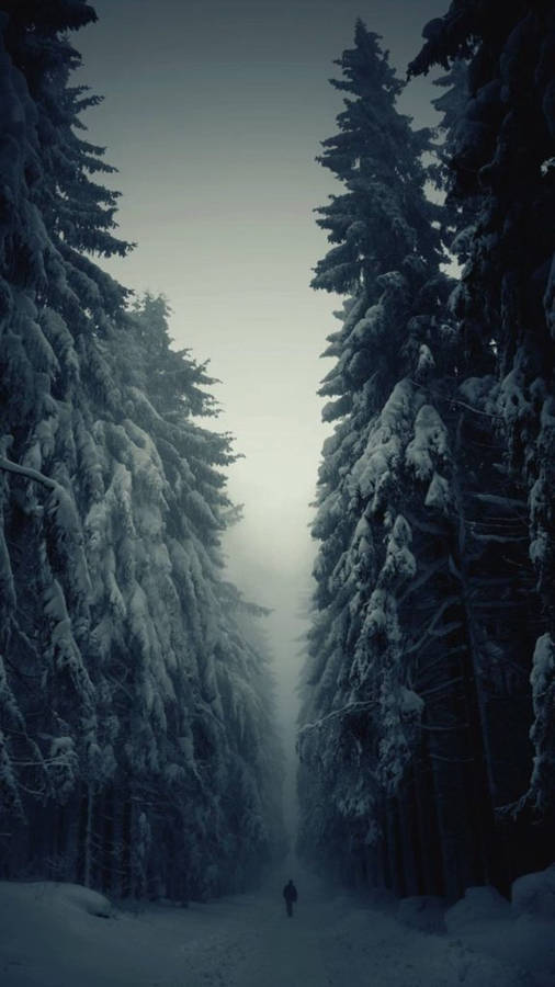 Snow Forest Lonely Walk iPhone 6 Plus HD Wallpaper …