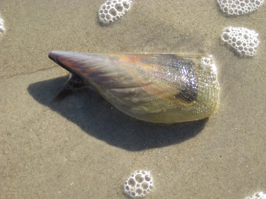 Conchiglia Penna sulla Spiaggia Sabbiosa