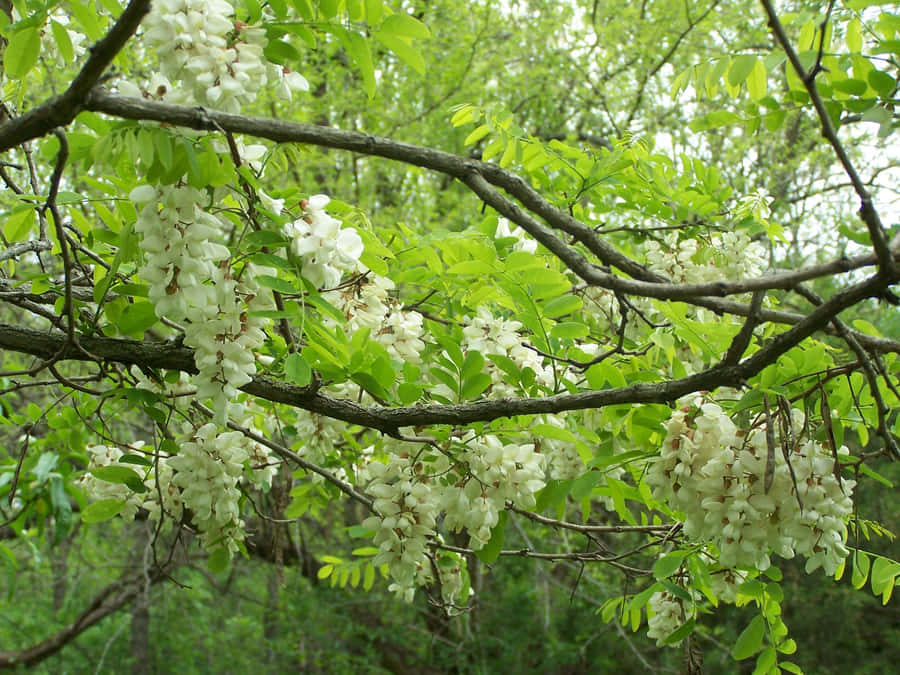Unalbero di Robinia in fiore al sole estivo