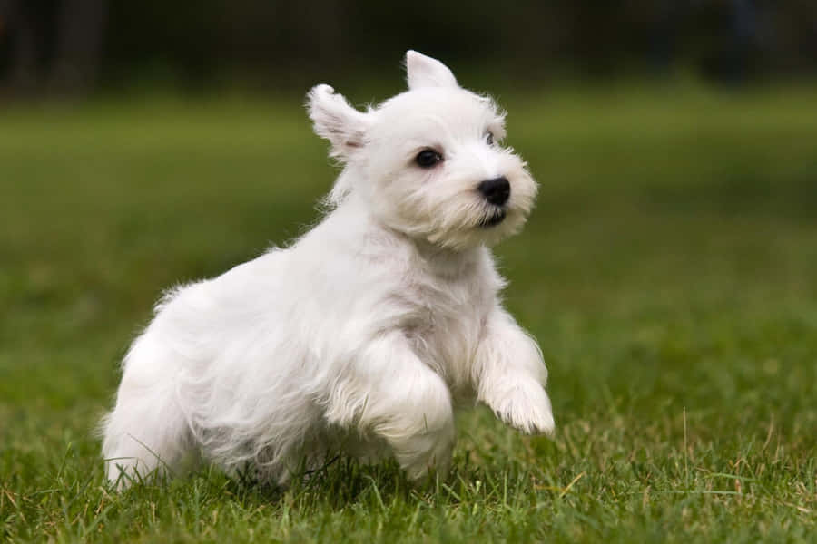 Denneglade terrier er klar til en leg med hent.