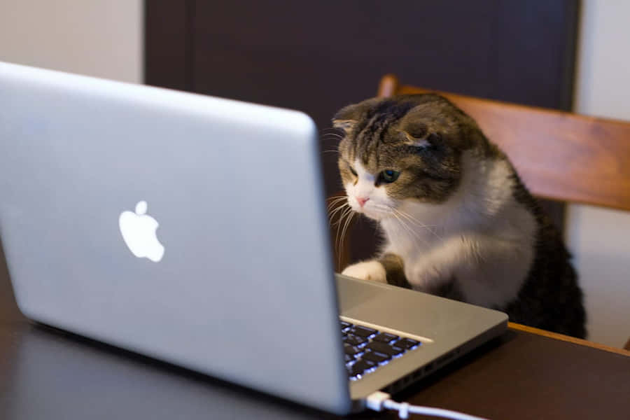 Chat Concentré Utilisant un Ordinateur Portable