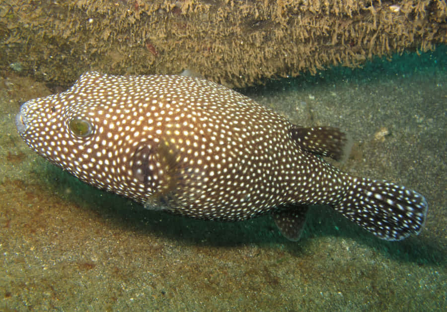Prickig guinea fowl pufferfish under vatten