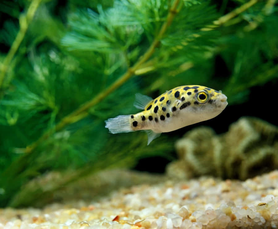 Prickig pufferfish akvarium