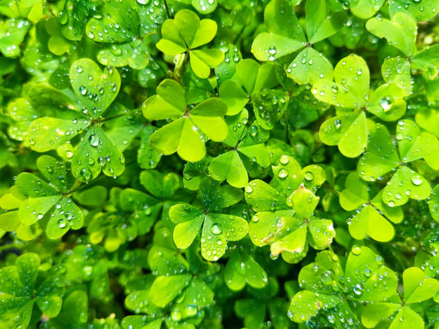 Dewy shamrock närbild