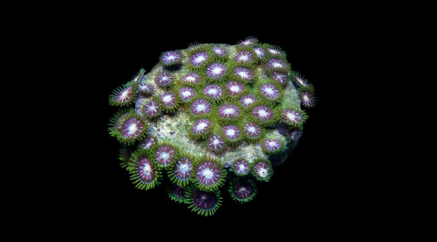 Vibrant Zoanthid-koloni natt