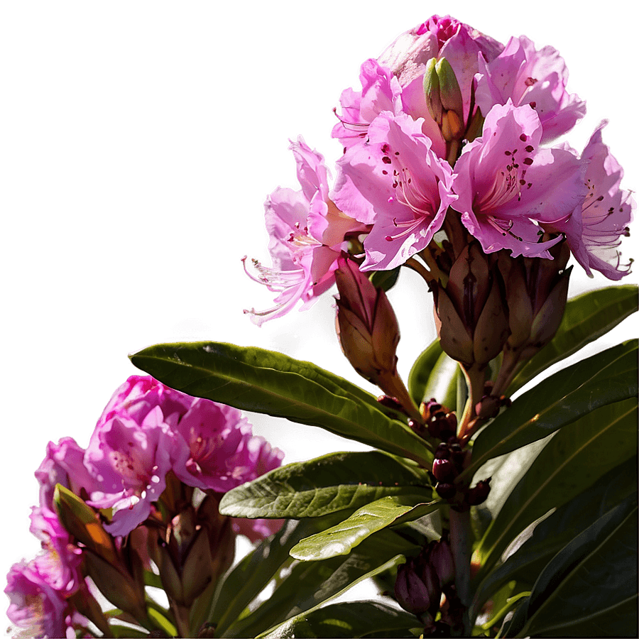 Rhododendron Sunset PNG rko