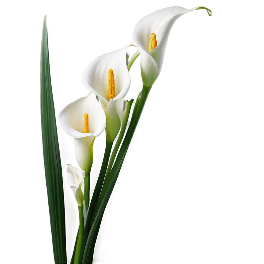Calla Lily Background PNG mqj