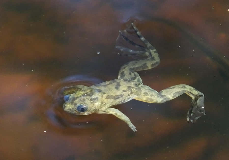 A Vibrant Xenopus Frog in its Natural Habitat