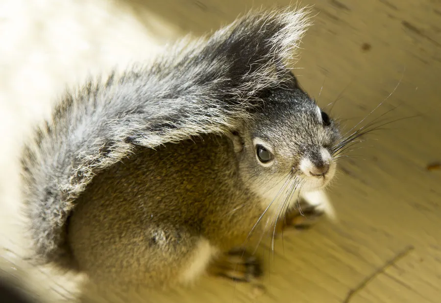 Squirrel pictures