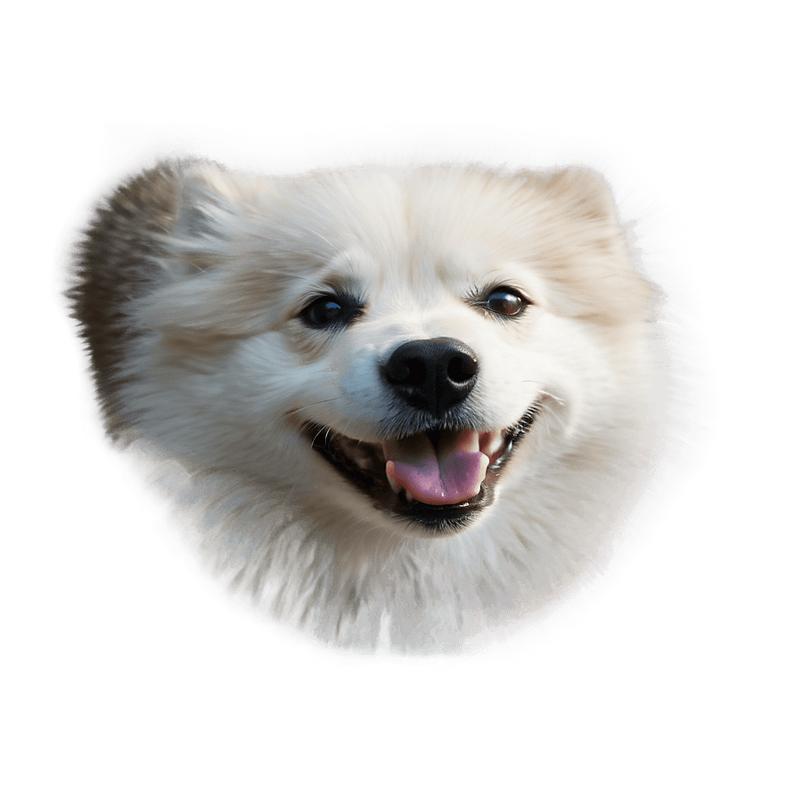 Enchanting Eskimo Dog PNG 31