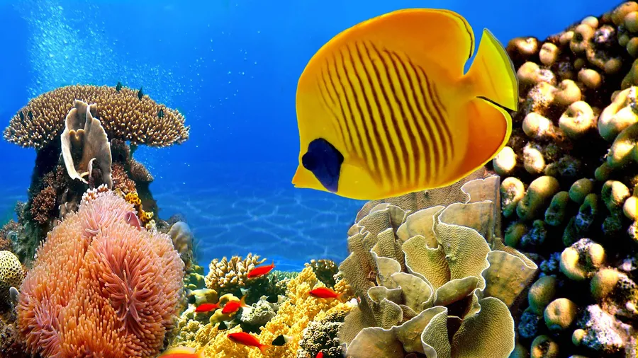 coral Background
