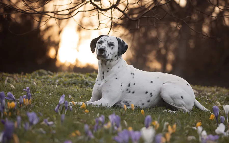 Dalmatian background