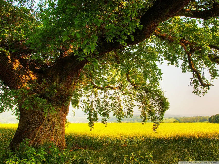 Large oak tree on country field with yellow flowers wallpaper