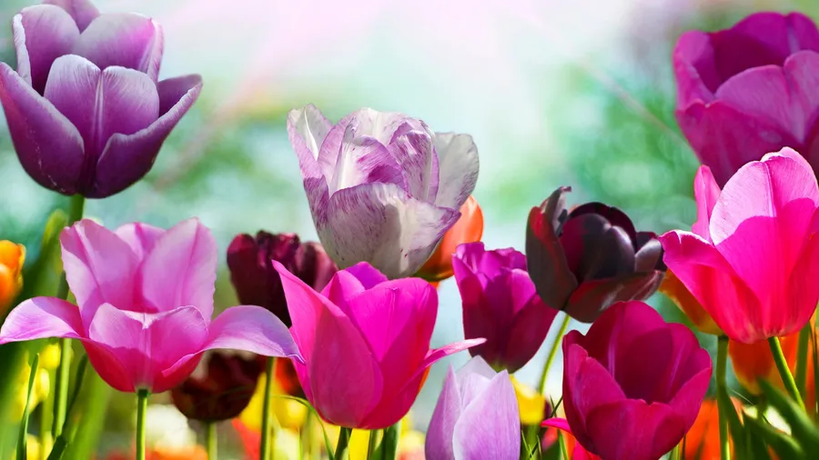 Cute Spring Desktop