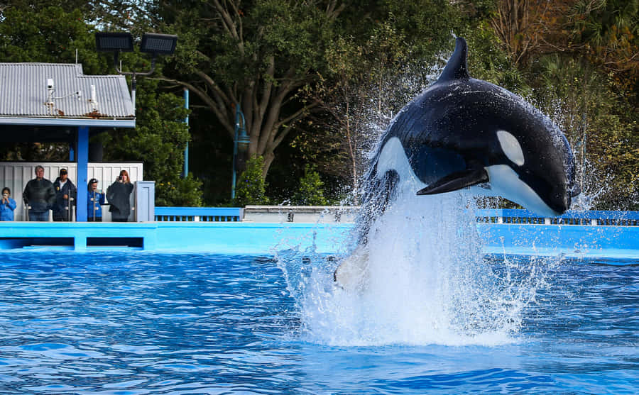 "Delfinersvømmer i Seaworld"