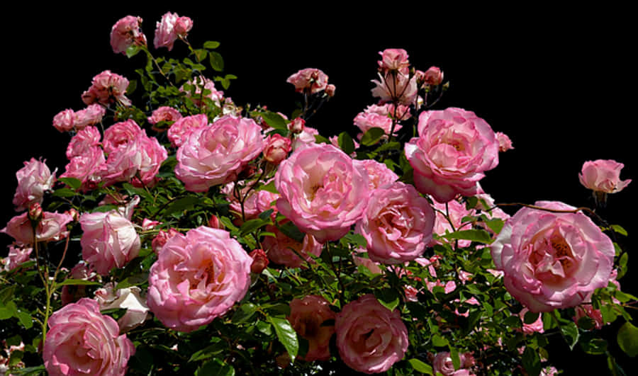 Blooming Pink Roses Black Background