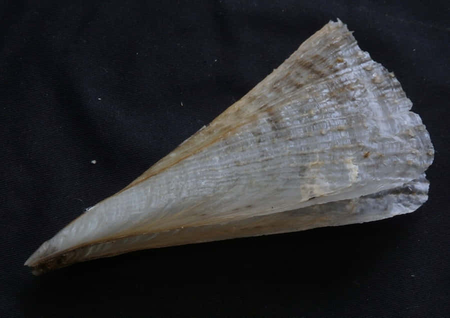 Forma a Ventaglio di Pen Shell