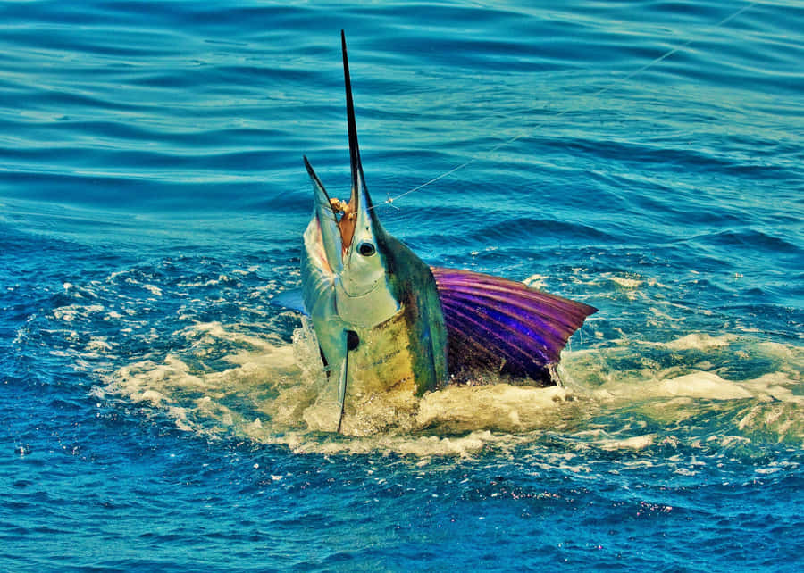 Peixeespada em águas mais calmas.