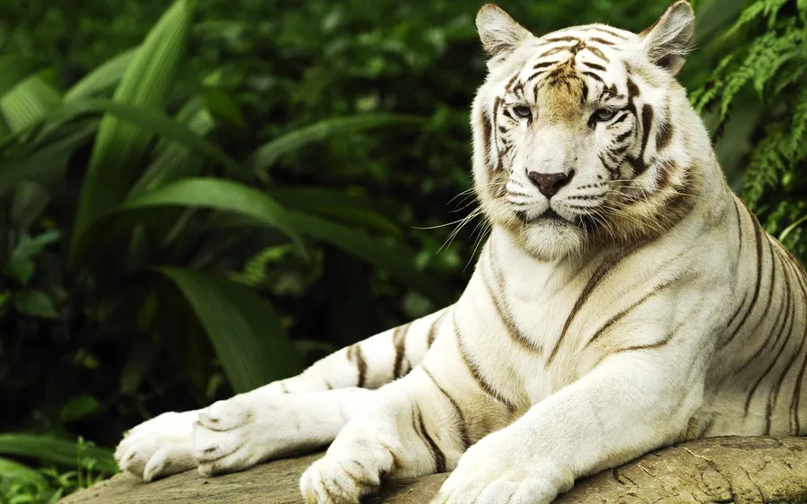 Wild Animals background
