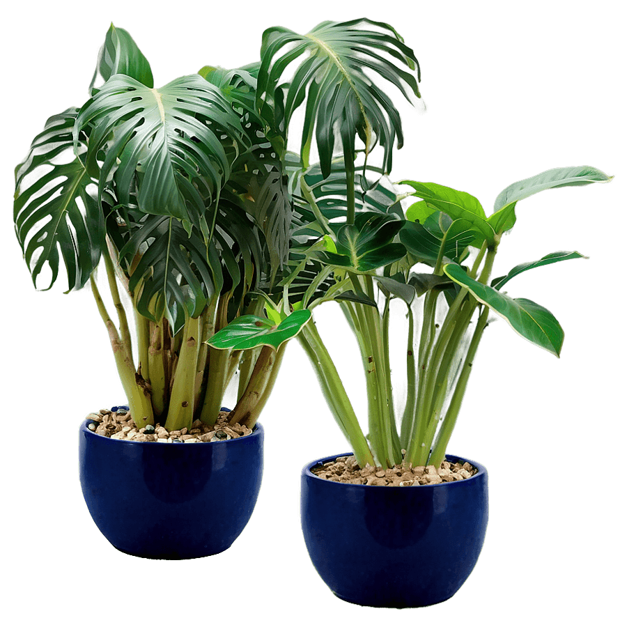 Office Potted Plant PNG 75