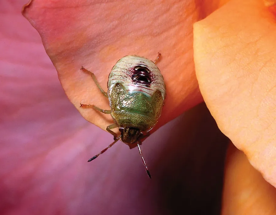 bug Pictures