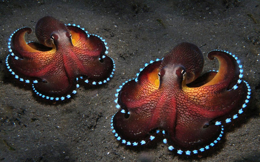 Download Octopus Wallpaper