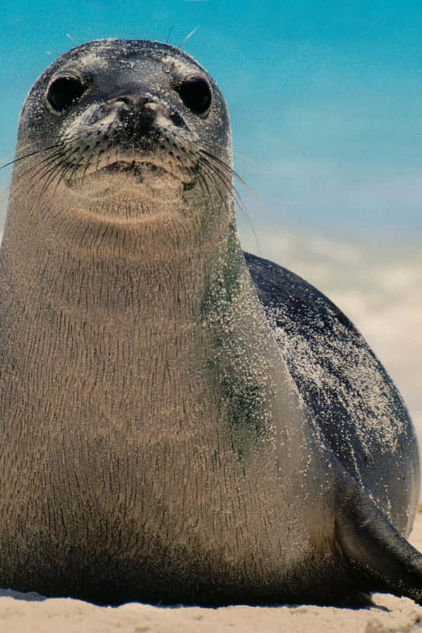 Foca Monge na Praia de Areia