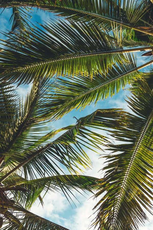 Palme Træ Tropiske Planter Billede Wallpaper
