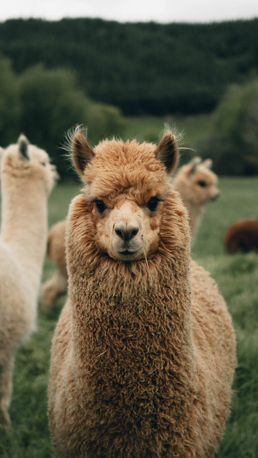CarinoLlama peloso