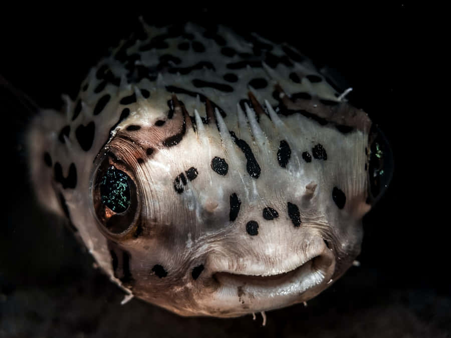 Prickig uppblåsbar fisk närbild