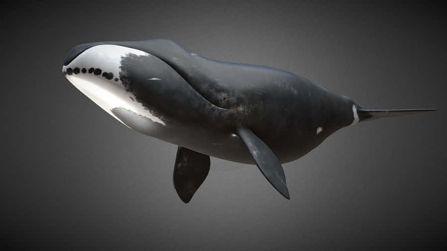Bowhead Hval Under Vand Profil