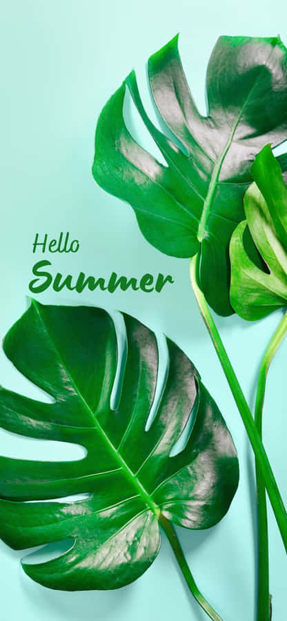 Folhasde Monstera plano de fundo de verão para iPhone X