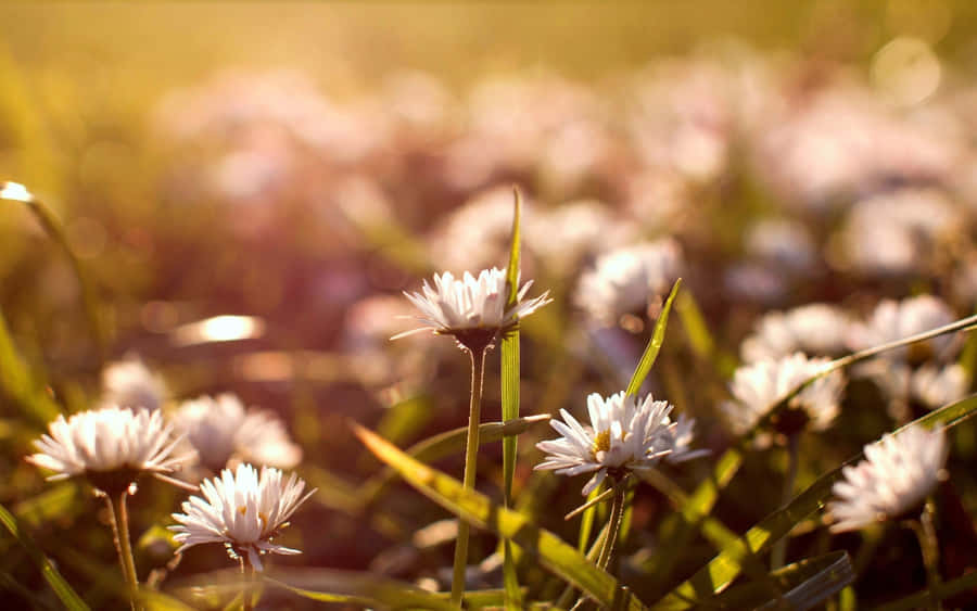 Flores Silvestres na Hora Dourada