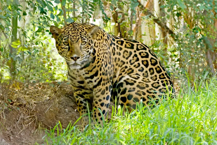 Jaguar background