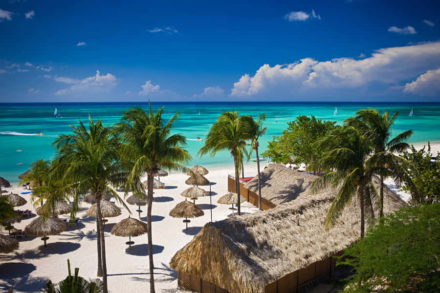 Bildervon Aruba-Strand mit Palmen