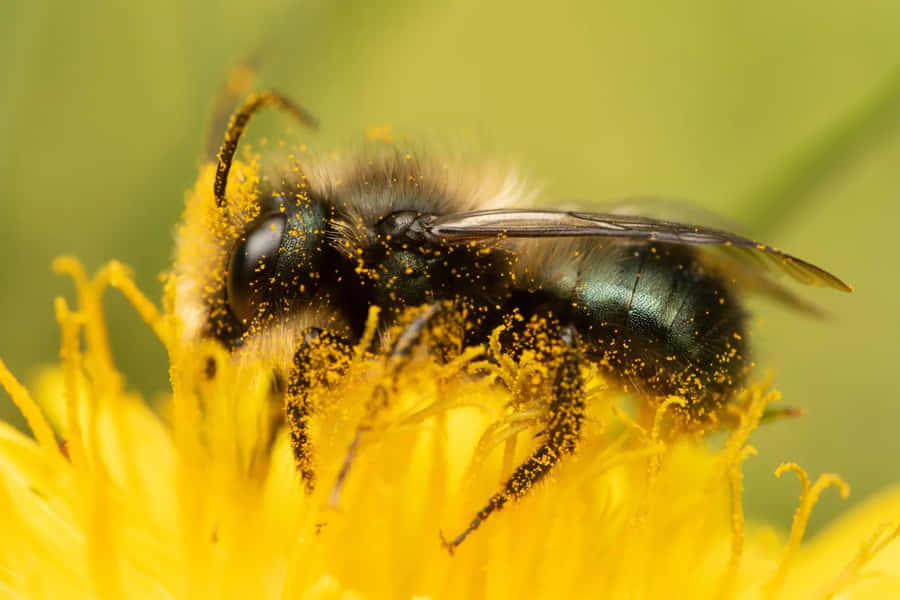 Ape Solitaria Coperta di Polline su Fiore Giallo