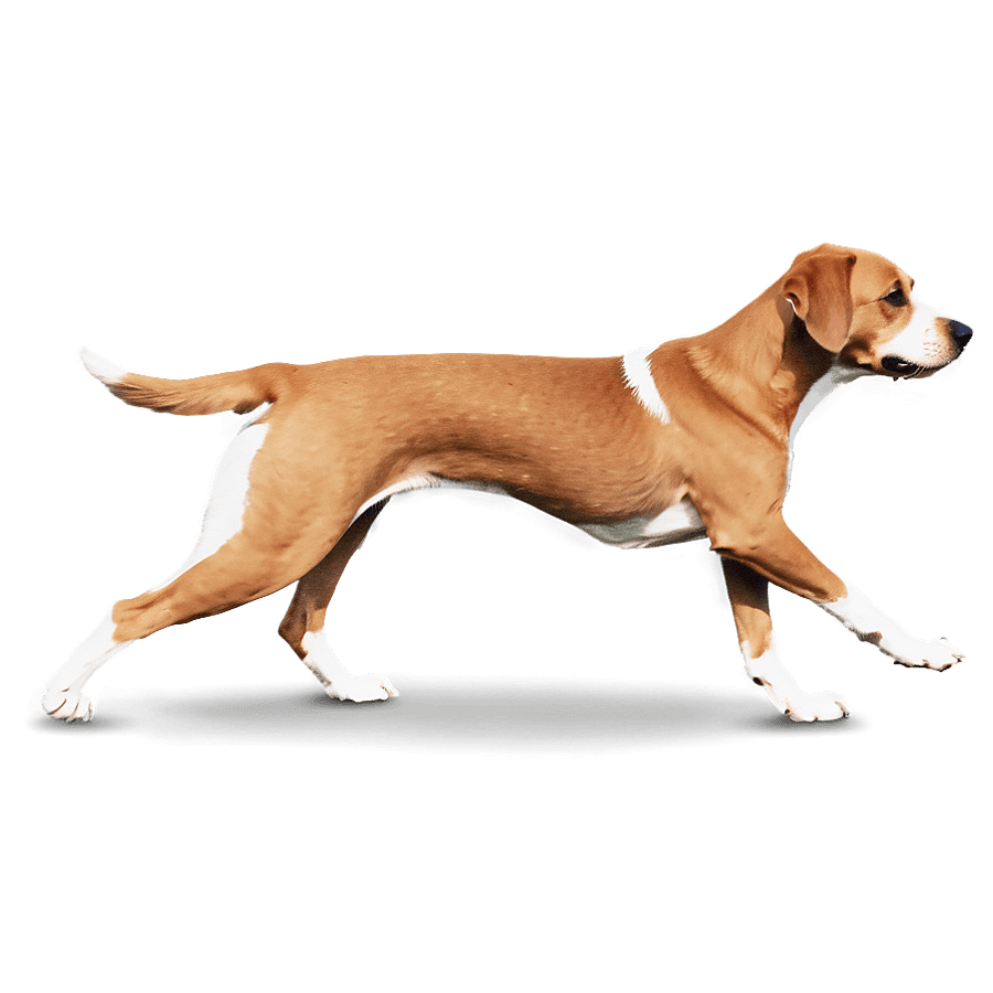 Dog Tail Movement PNG 94