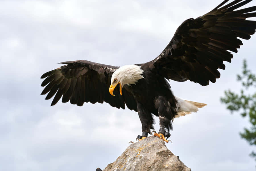 Bildervon einem Weißkopfseeadler auf einem Felsen