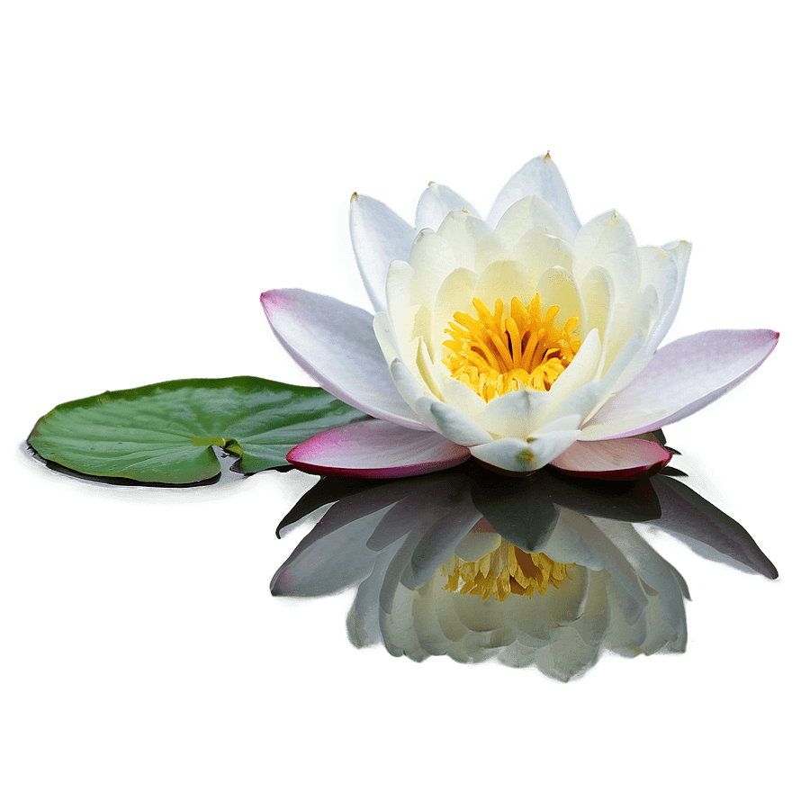 Water Lily Reflection PNG 06112024