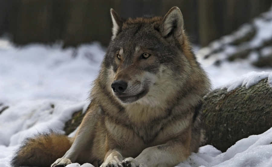 Gråvarg 2560 x 1572 tapet