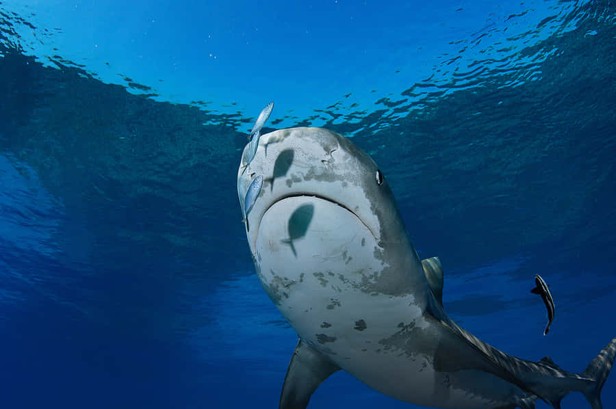 Incontro Sott'acqua con uno Squalo Tigre
