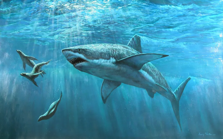 Cool Shark