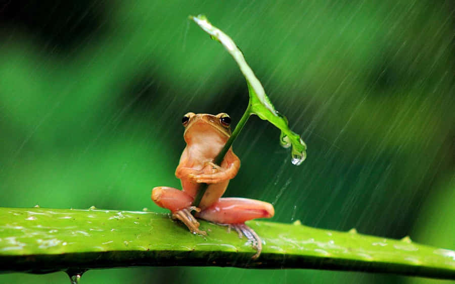 Wallpaperde sapo estético 1920 x 1200