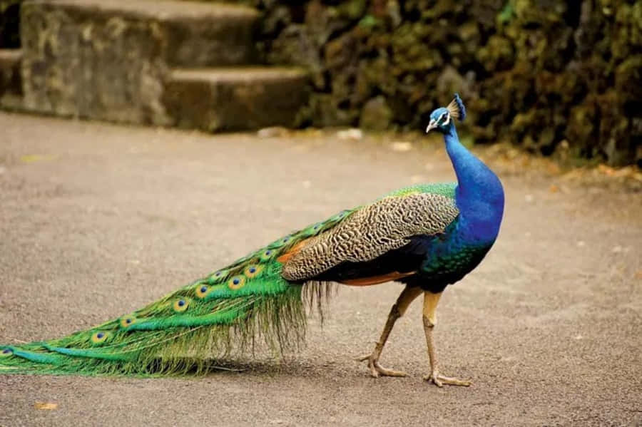 MajestätischerPfau Vogel