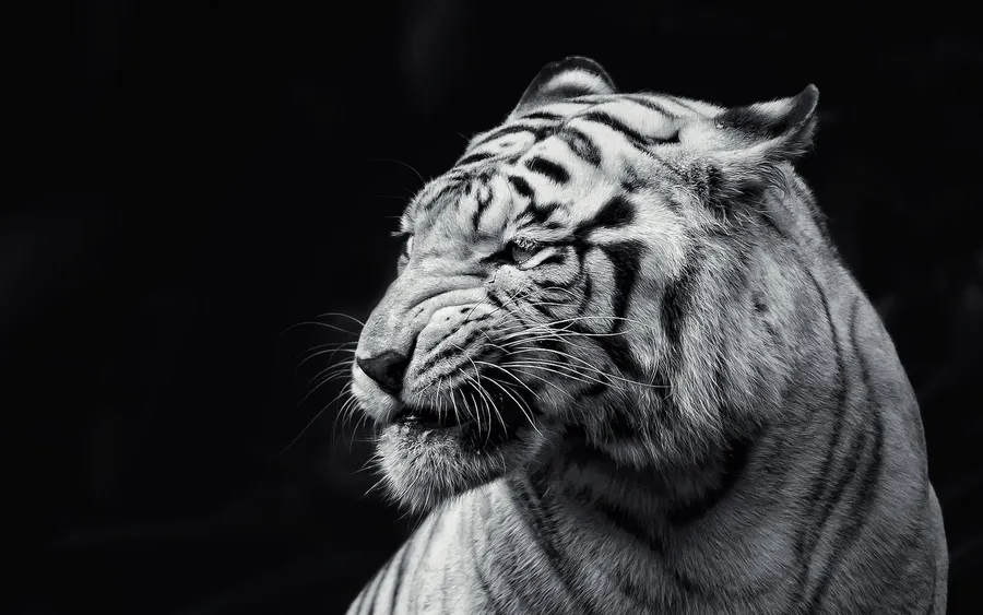 Tiger Face Side Profile