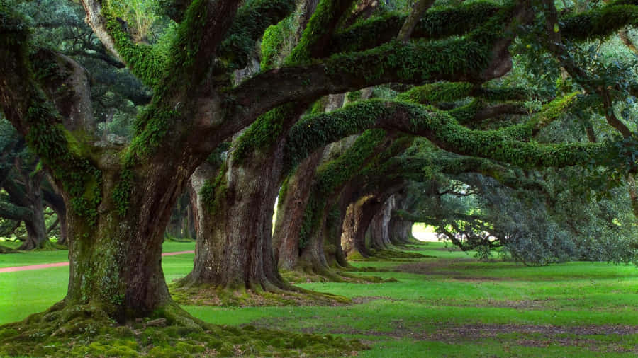 Immaginedi sfondo con alberi nella foresta