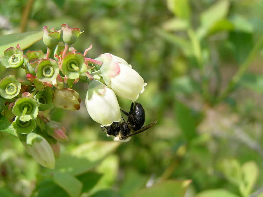 Abelha Mineradora em Flor Branca